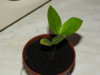 DSCN2681.JPG