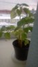 WP_20151124_001.jpg