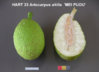 Breadfruit_-_Artocarpus_altilis_Mei_Puou_023[1].jpg