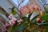 WP_20151130_15_18_26_Pro.jpg