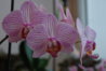 DSC_0090.JPG