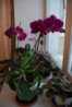 DSC_0092.JPG