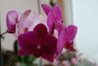 DSC_0093.JPG