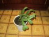 DSC01492.JPG