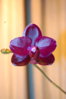 DSC_0170.JPG