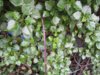 senecio_sp_4_small_365.jpg
