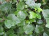 senecio_sp_3_medium_714.jpg