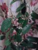 Ficus benjamina Danielle.jpg