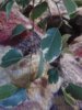 Ficus benjamina Golden King.jpg