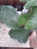 Ficus lyrata Bambino.jpg