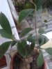 Ficus microcarpa Ginseng.jpg