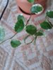 ficus pumila 'White Sunny'.jpg