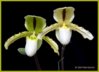 Paph_DruidSpring2.jpg