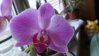 DSC_0233.JPG