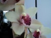 DSC01678.JPG