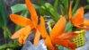 DSCN0067.JPG