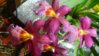 DSCN0071.JPG