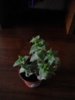 IMG_20160104_100203.jpg