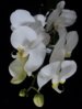 DSC01709.JPG