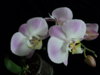 DSC01715.JPG