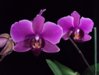 DSC01729.JPG