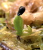 Di_sprout2[1].jpg