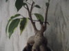 DSCF1645.JPG