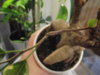 DSCF1648.JPG