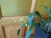 DSCN5344.JPG