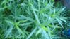 4_Tarragon-1300x732.jpg