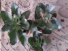 20160203_130209.jpg