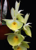 Catasetum_pileatum.jpg