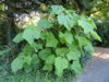 Paulownia_tomentosa_-_Botanischer_Garten,_Frankfurt_am_Main_-_DSC02506[1].jpg