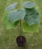 paulownia-tomentosa-si-paulownia-elongata~1651707[1].jpg