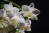 DSC_7314-1.JPG