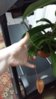 IMG-20160214-WA0026.jpeg