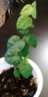 2016-02-15_110546.jpg