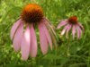 эхинацея.jpg