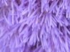 Ageratum_houstonianum5 - копия.jpg