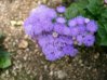 Ageratum_houstonianum5.jpg