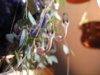 Ceropegia_linearis_ssp._woodii2.jpg