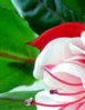 1389210715_fuchsia_1.jpg