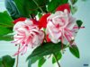 1389210715_fuchsia_2.jpg