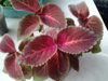 20150514_173452.jpg