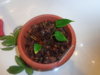 DSC01095.JPG
