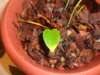 DSC01096.JPG