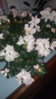 IMG_20160308_204258.jpg