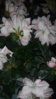 IMG_20160308_211044.jpg