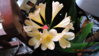 DSCN0335.JPG