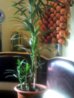 CameraZOOM-20160312133504987.jpg